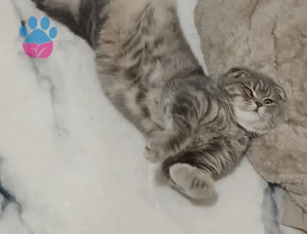 Scottish Fold Kayzenime eş arıyorum