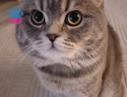 Scottish Fold Kayzenime eş arıyorum