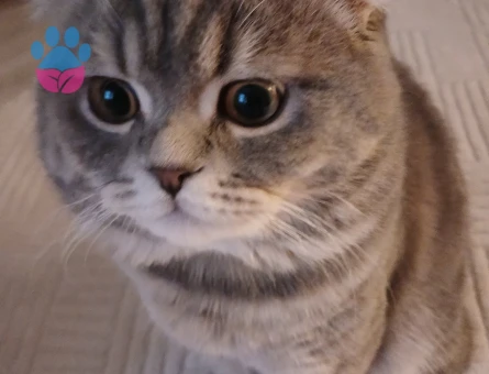 Scottish Fold Kayzenime eş arıyorum