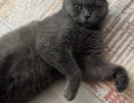 Scottish Fold 10 Aylık Kedime Eş Arıyorum - 118982706