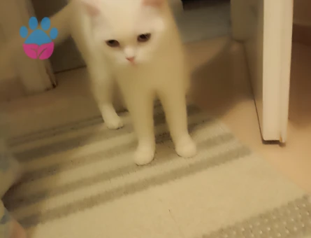 British Longhair 1 Yaşında Eş Arıyor