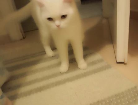 British Longhair 1 Yaşında Eş Arıyor - 118982707