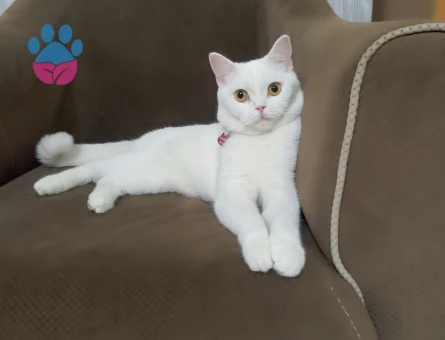 British Longhair 1 Yaşında Eş Arıyor