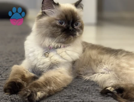 1,5 yaşında himalayan dişi kızımıza Eş Arıyoruz