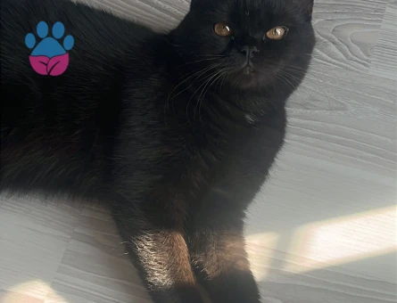 11 aylık ateşime eş arıyorum