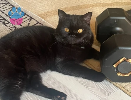 11 aylık ateşime eş arıyorum