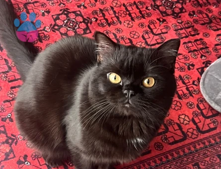 11 aylık ateşime eş arıyorum