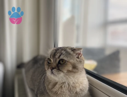 Scottish Fold Kızımıza eş arıyoruz