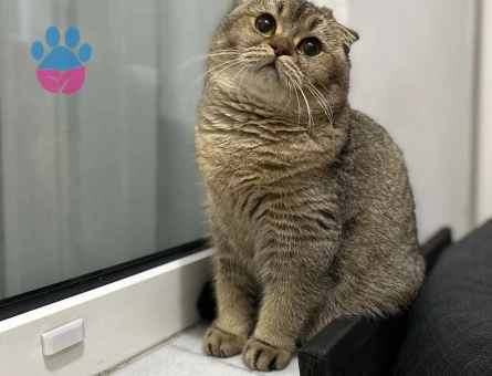 Scottish Fold Kızımıza eş arıyoruz