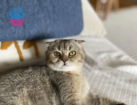 Scottish Fold Kızımıza eş arıyoruz