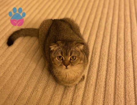 Scottish Fold Kızımıza eş arıyoruz
