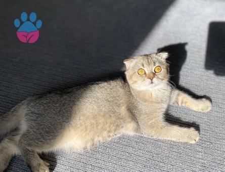 Scottish Fold Kızımıza eş arıyoruz