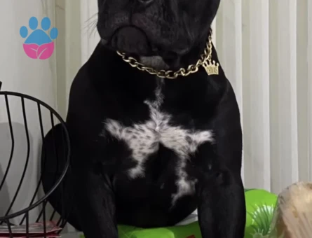 American Bully Erkek Kızgınlıkta