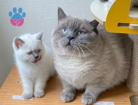 Tecrübeli British Shorthair Blue Point Oğlumuza Eş Arıyoruz