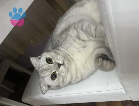 10 Aylık Scottish Fold Kızgınlıkta