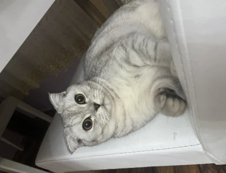 10 Aylık Scottish Fold Kızgınlıkta - 118965149