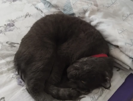 Scottish Fold Erkek Kedim Eş Arıyorum - 118965150