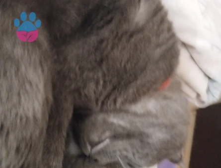 Scottish Fold Erkek Kedim Eş Arıyorum