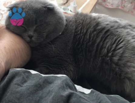 Scottish Fold 3 Yaşında Eş Arıyor