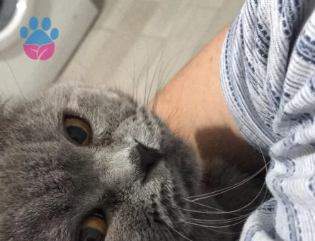 Scottish Fold 3 Yaşında Eş Arıyor