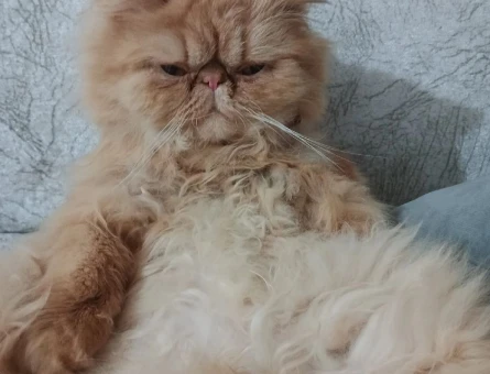 Kızımız Garfield'a Eş Arıyoruz - 118965154