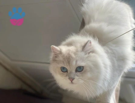 British Longhair Dişi Eş Arıyoruz
