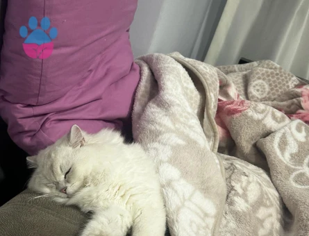 British Longhair Dişi Eş Arıyoruz