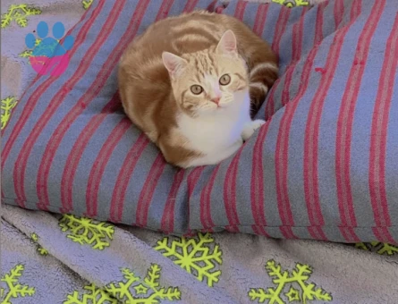 Yakışıklı oğluma eş arıyoruz