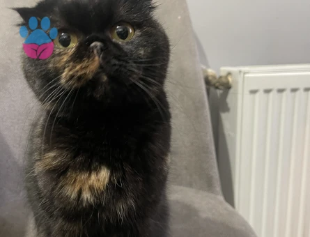 scottish Kedime Eş Arıyorum