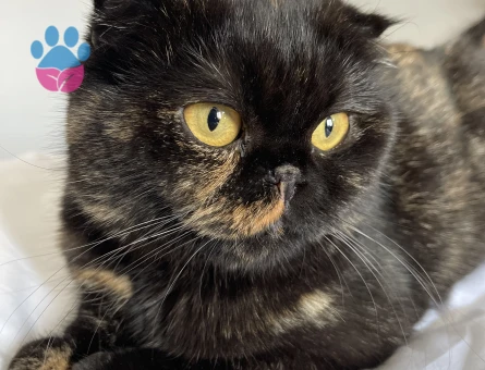 scottish Kedime Eş Arıyorum