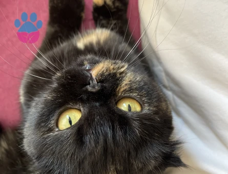 scottish Kedime Eş Arıyorum