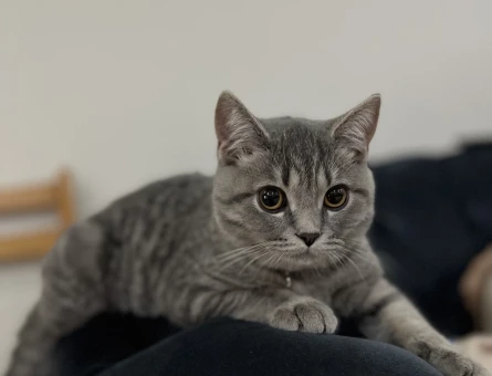 Erkek kedi - 118976033