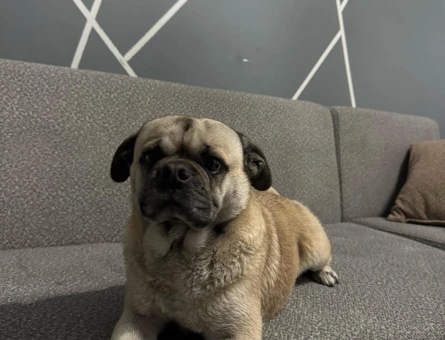 Pug cinsi erkek köpeğimize çiftleştirilmek üzere eş arıyoruz - 118976036