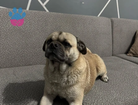 Pug cinsi erkek köpeğimize çiftleştirilmek üzere eş arıyoruz