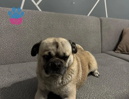 Pug cinsi erkek köpeğimize çiftleştirilmek üzere eş arıyoruz
