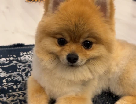 pomerian boo - 118976035