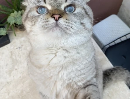Scottish fold erkek kedi - 118976037
