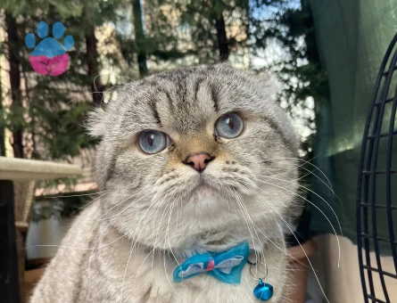 Scottish fold erkek kedi