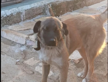 Köpeğime Eş Arıyorum - 118976038