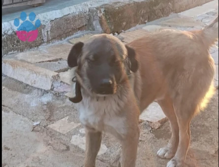 Köpeğime Eş Arıyorum