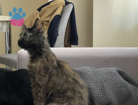 Kedime eş arıyorum