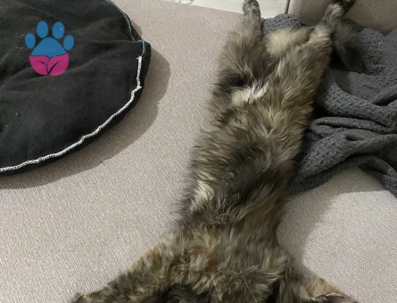 Kedime eş arıyorum