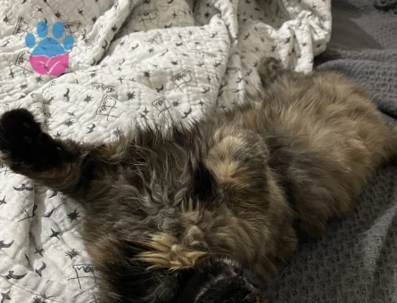 Kedime eş arıyorum