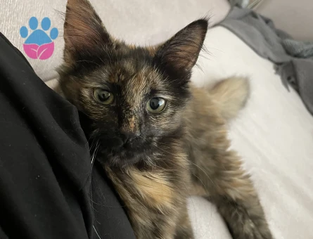 Kedime eş arıyorum