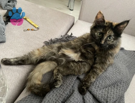 Kedime eş arıyorum