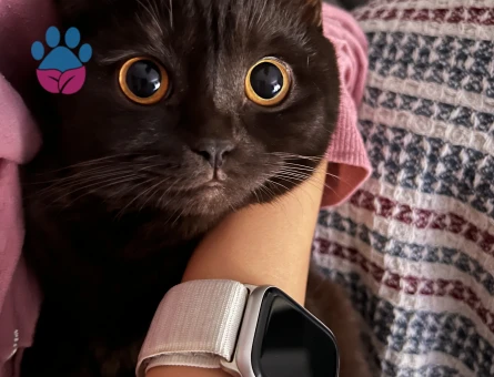 Çikolata British shorthair çiftleştirme