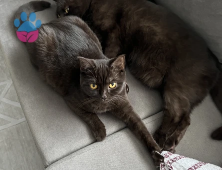 Çikolata British shorthair çiftleştirme