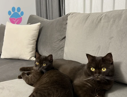 Çikolata British shorthair çiftleştirme