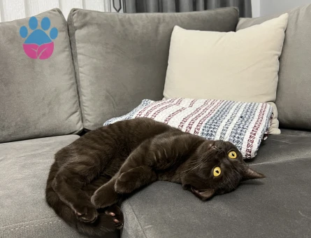 Çikolata British shorthair çiftleştirme