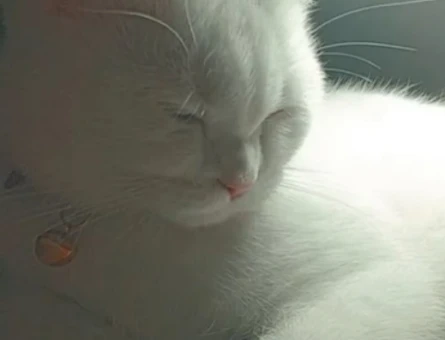 British Shorthair - 118976059